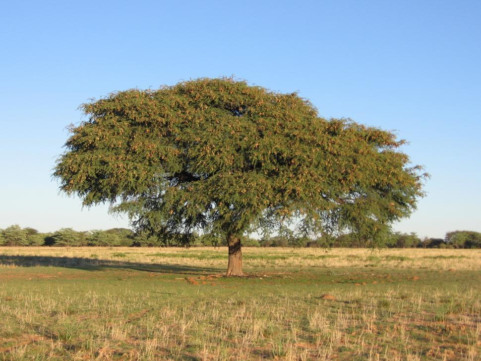 Free Image of Camel Thorn Tree 