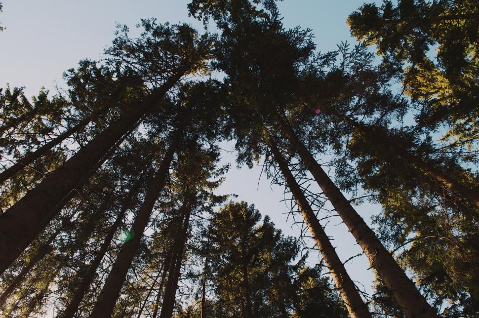 Free Image of Group of Tall Trees in a Forest 
