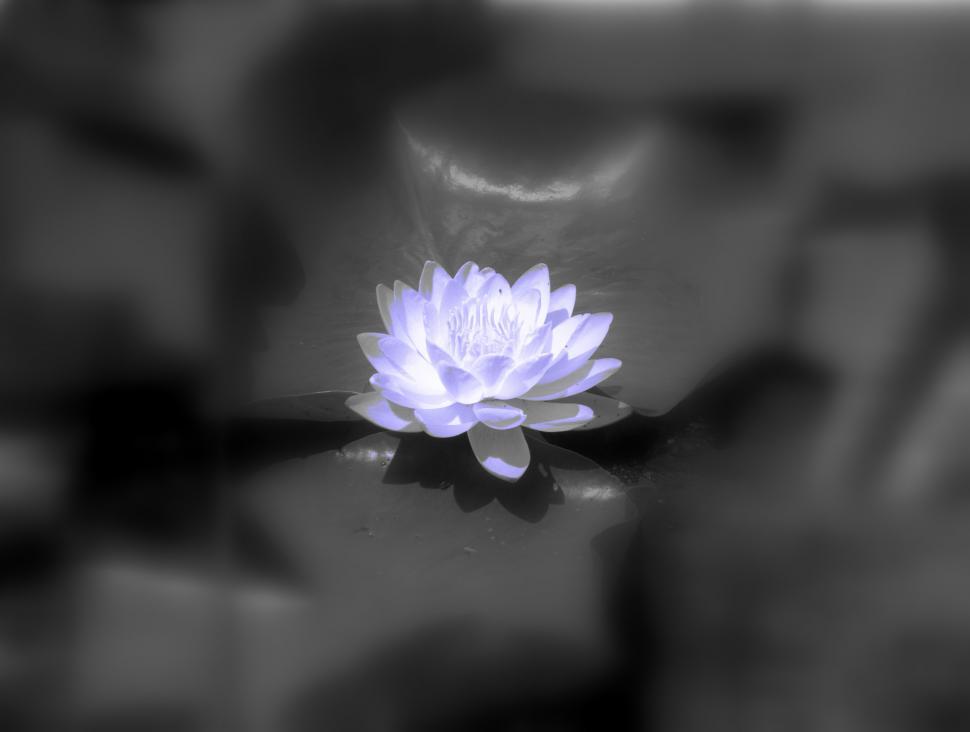 Free Image of Water Lily 