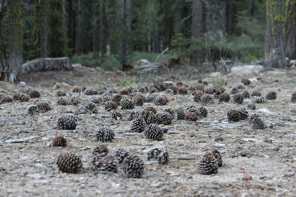Free Image of Dense Pine Cone Forest 