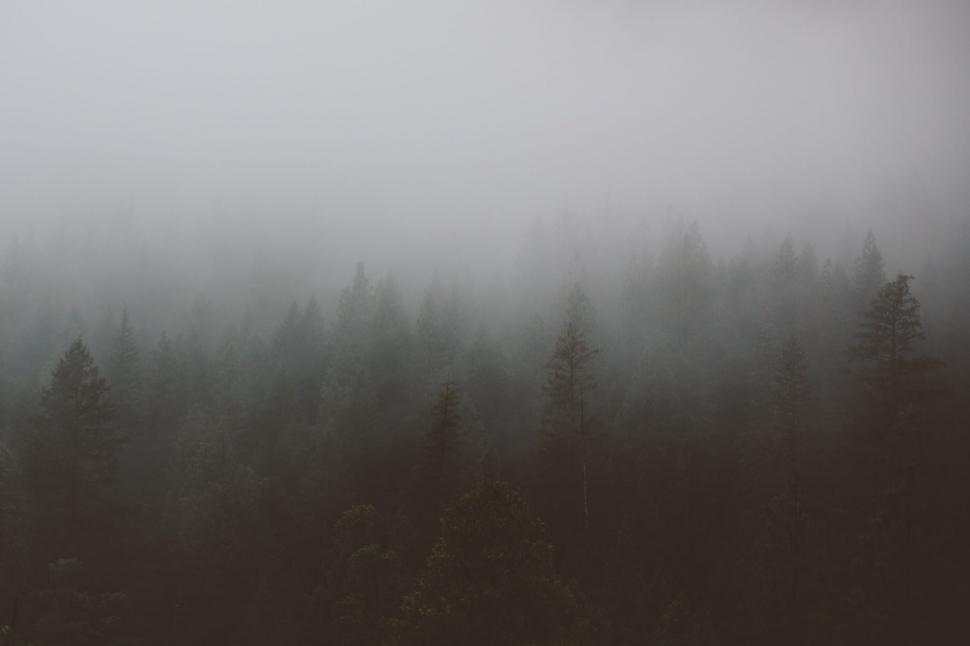 Free Image of Foggy Forest Landscape in Black and White 