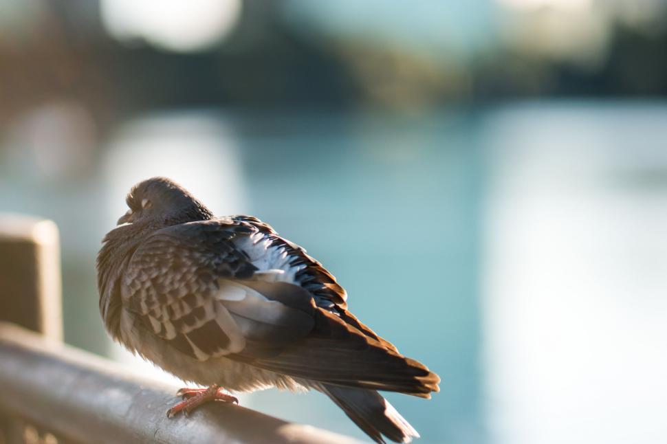 Free Image of Small Bird Perched on Top of Wooden Rail 