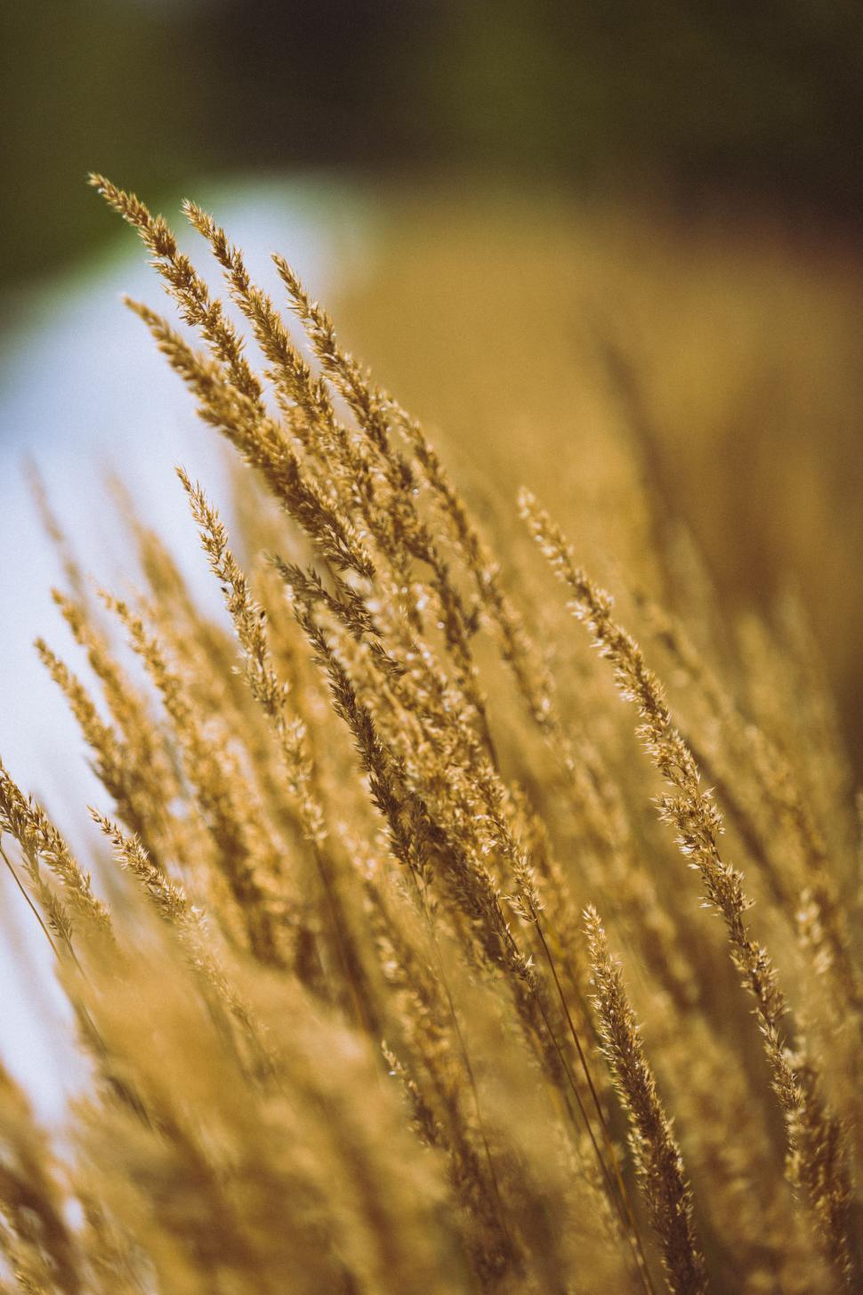 Free Image of Close-Up of a Plant With Blurry Background 