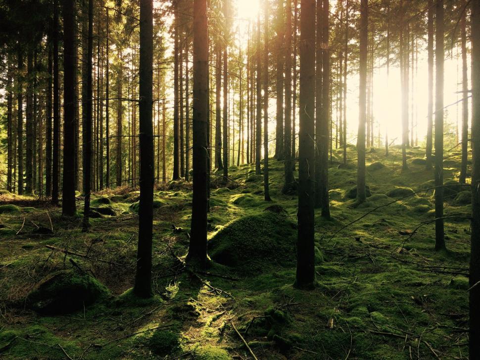 Free Image of Sun Shining Through Trees in Forest 