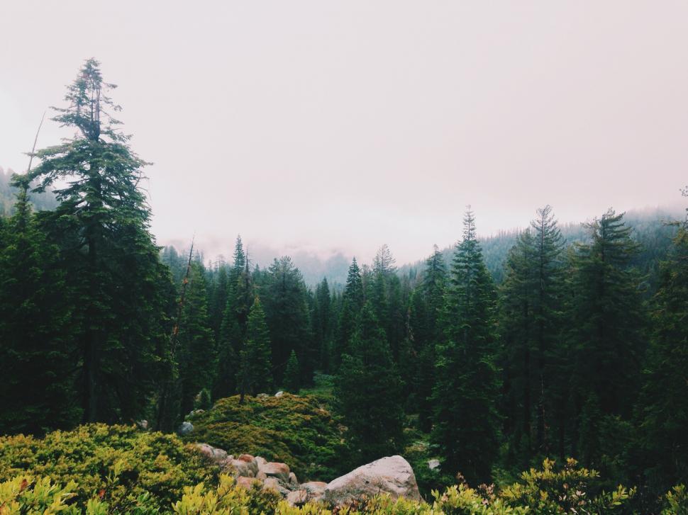 Free Image of Dense Green Forest Landscape 
