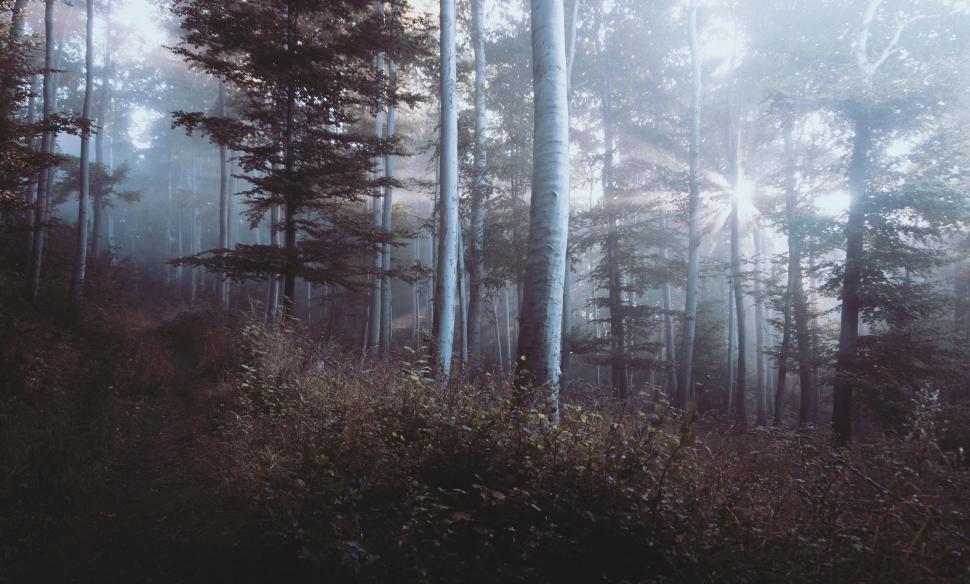Free Image of Towering Trees in a Dense Forest 