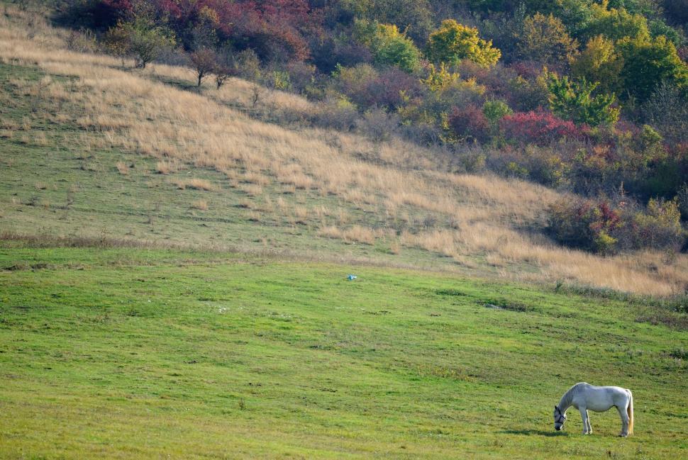 Free Image of White Horse Grazing on Lush Green Field 