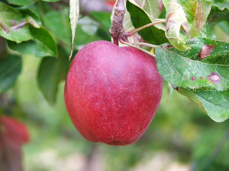 Free Image of Apple 