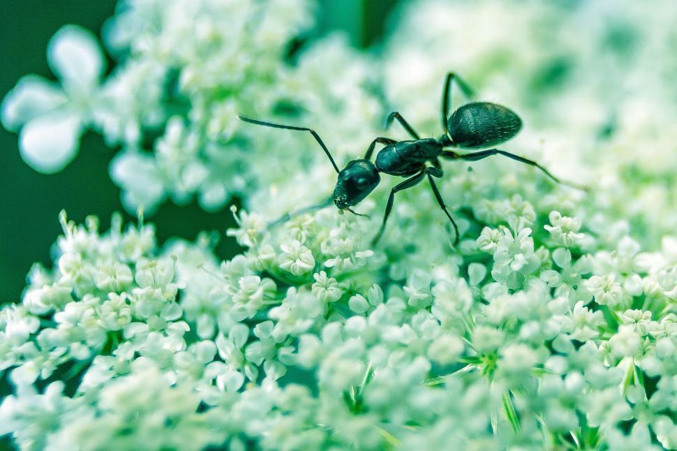 Free Image of Bug Feeding on Flower Petal 