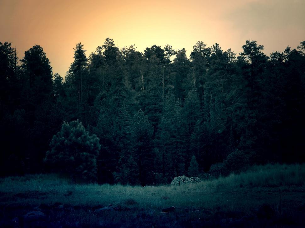 Free Image of Sun Setting Over Trees in Forest 
