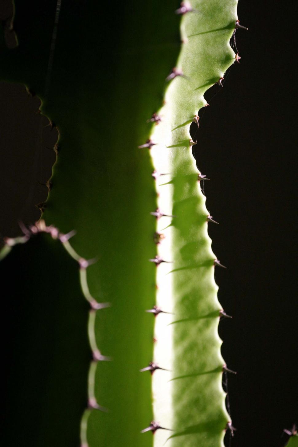 Free Image of Cactus in the sun 