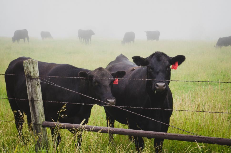 Free Image of Herd of Cattle Grazing on Lush Green Field 