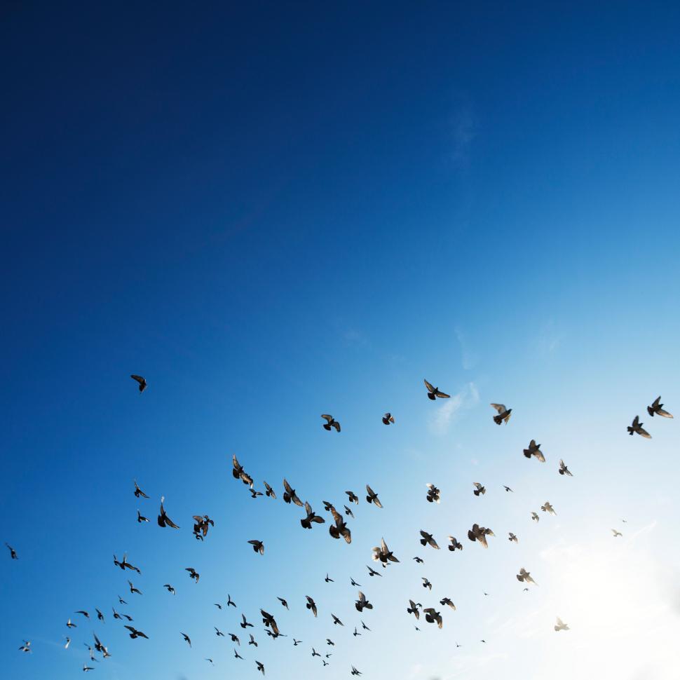 Free Image of A Flock of Birds Flying Through a Blue Sky 