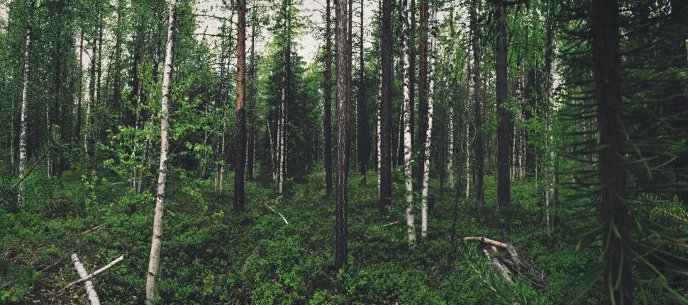 Free Image of Towering Trees in the Dense Forest 