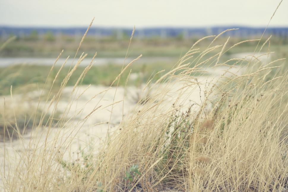 Free Image of Green Grass Field With Distant Water Body 