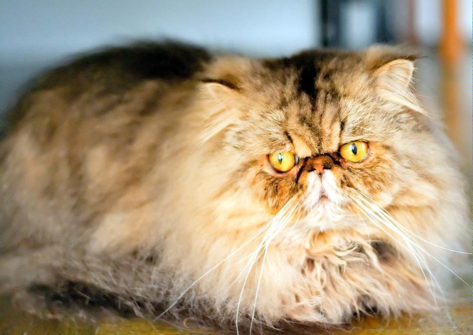 Free Image of Persian tomcat 