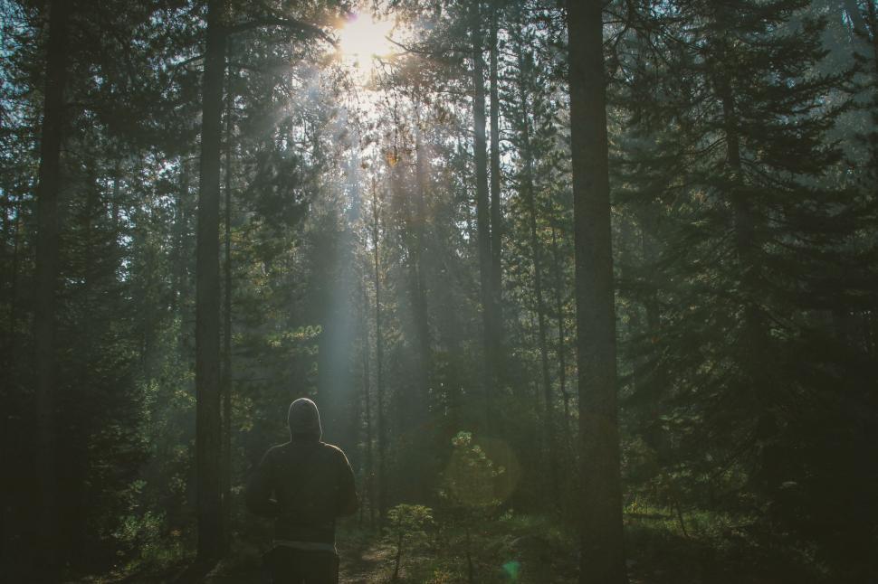 Free Image of Person Walking Through a Forest With Tall Trees 