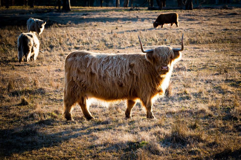 Free Image of Herd of Cattle Standing on Dry Grass Field 