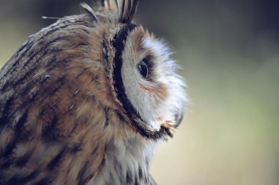 Free Image of Close Up of Owl With Blurry Background 