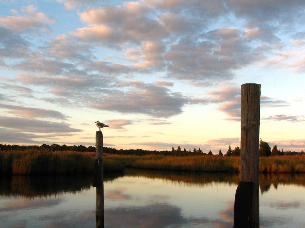 Free Image of seagull on pilings 