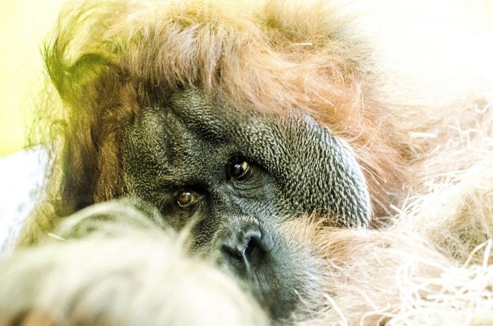 Free Image of Monkey Laying on Bed 