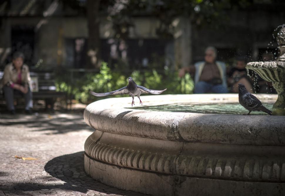Free Image of Bird Standing on Edge of Fountain 