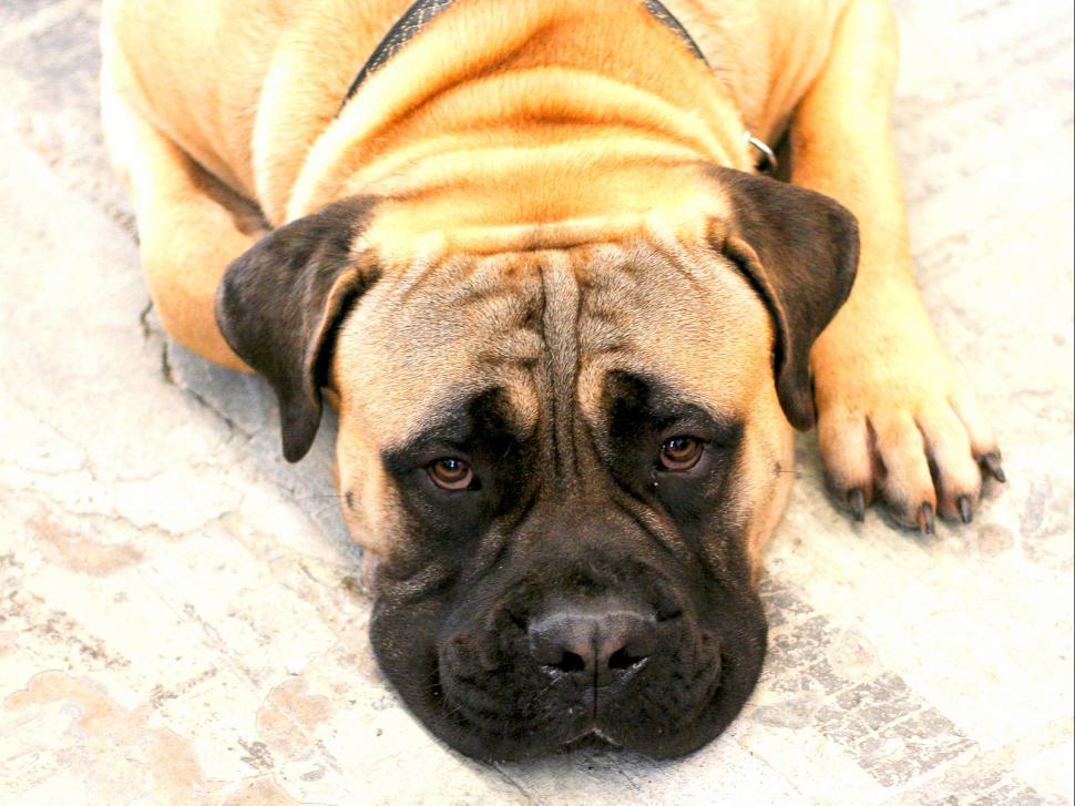 Free Image of Boxer  (a dog) 