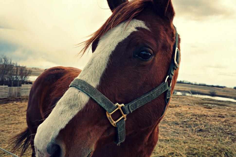 Free Image of Brown Horse Standing on Top of a Dry Grass Field 