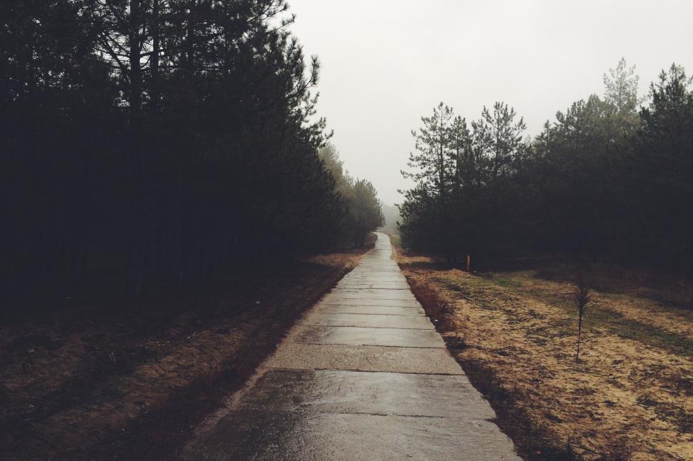 Free Image of Wet Road in the Heart of a Forest 
