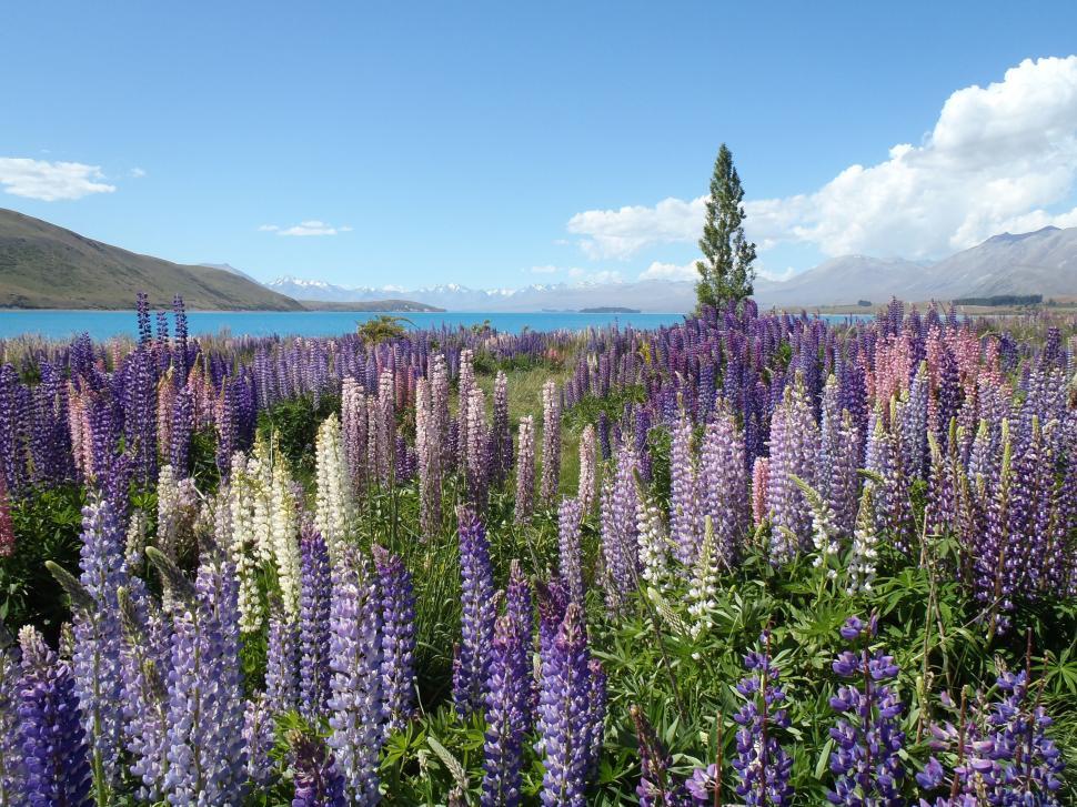Free Image of Field of Purple Flowers With Lake Background 