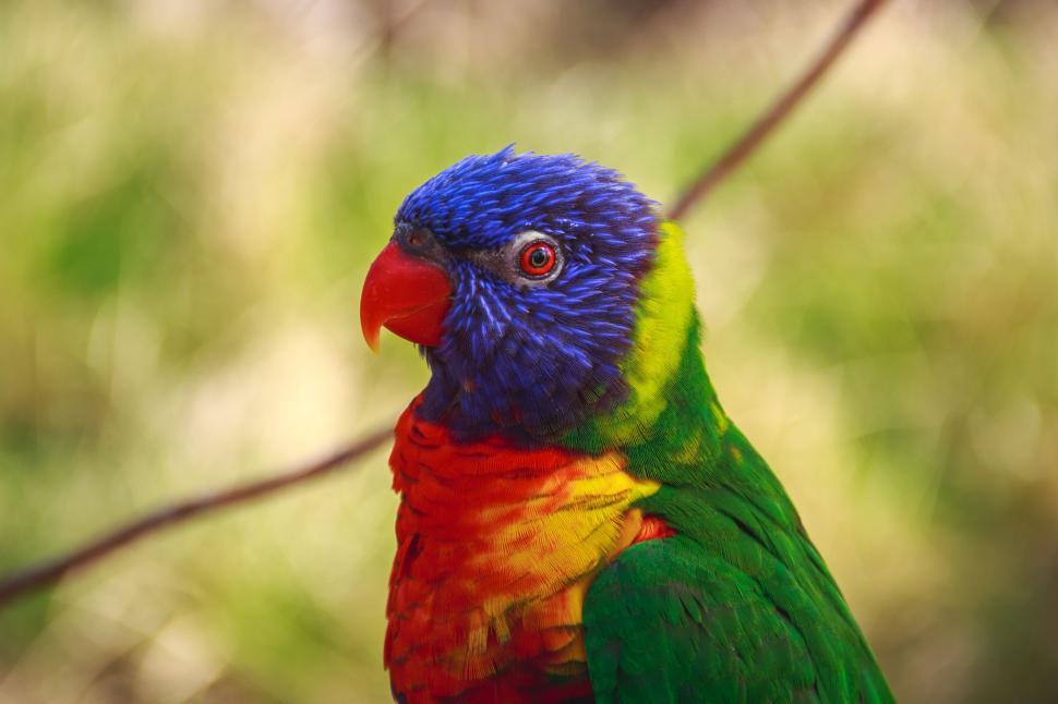 Free Image of Colorful Bird Perched on Tree Branch 