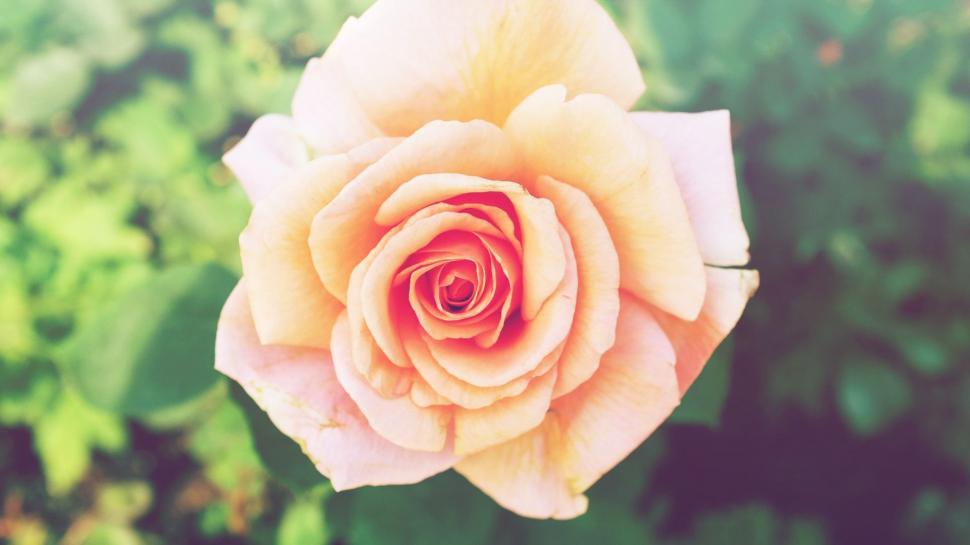 Free Image of Vibrant Pink Rose Blooming in Garden 