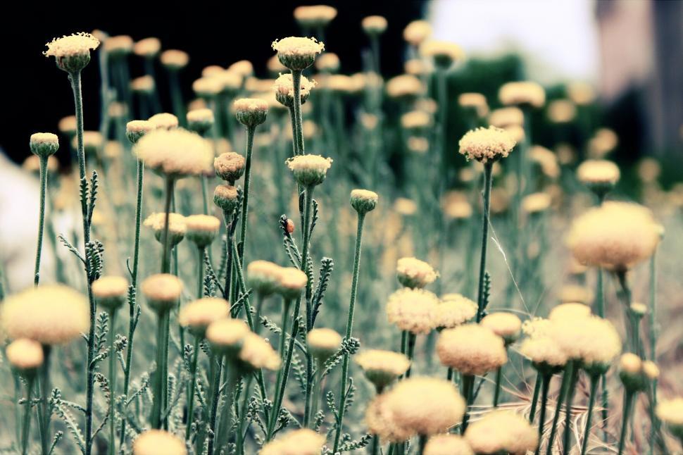 Free Image of Bunch of Flowers in Grass 