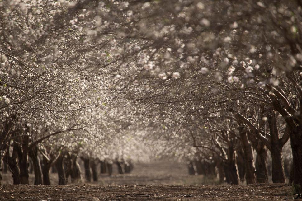 Free Image of Majestic Tree-Lined Road 