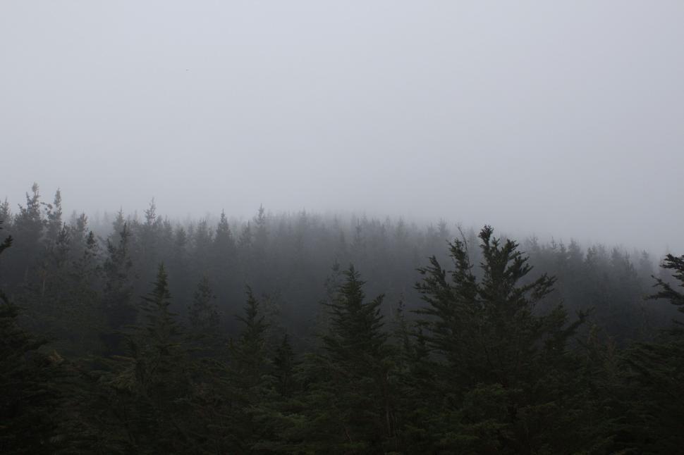 Free Image of Foggy Forest in Black and White 
