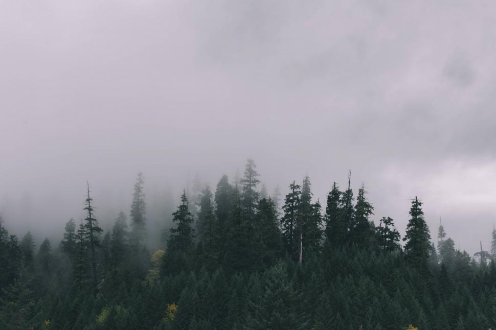Free Image of Dense Forest Landscape in Monochrome 