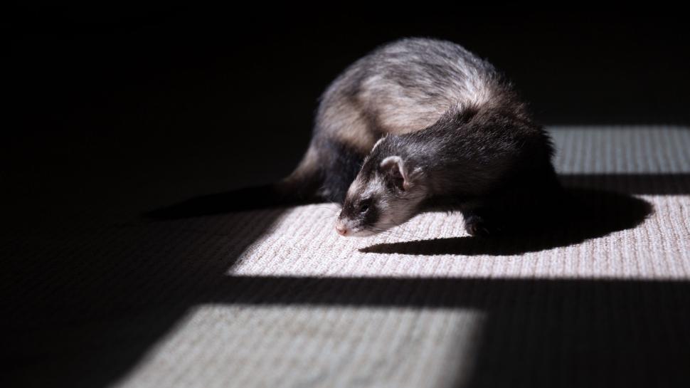 Free Image of Cat Sitting on Floor in Dark 