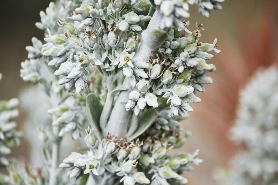 Free Image of Close Up of a Plant With White Flowers 