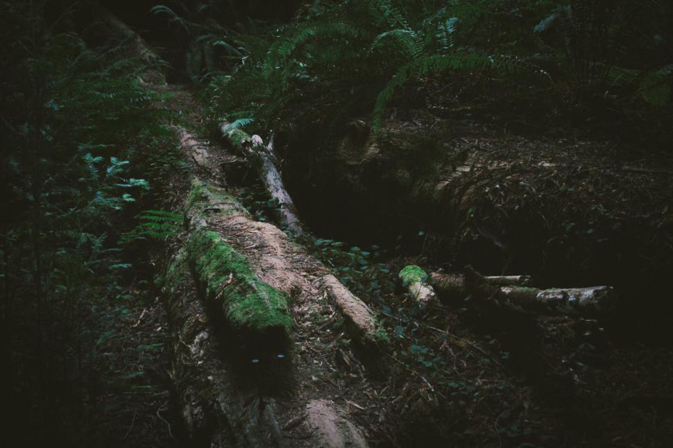 Free Image of Fallen Tree in Black and White 