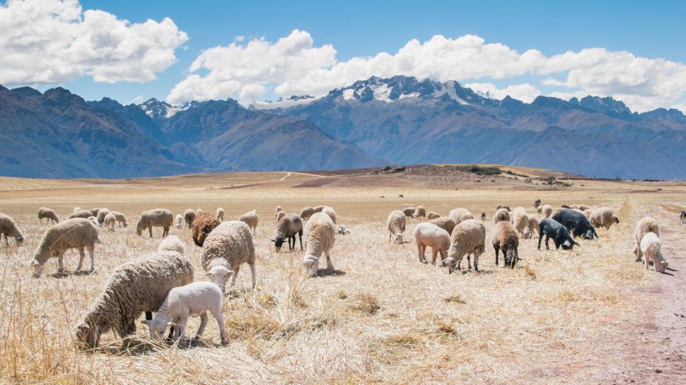 Free Image of Herd of Sheep Grazing on Dry Grass Field 