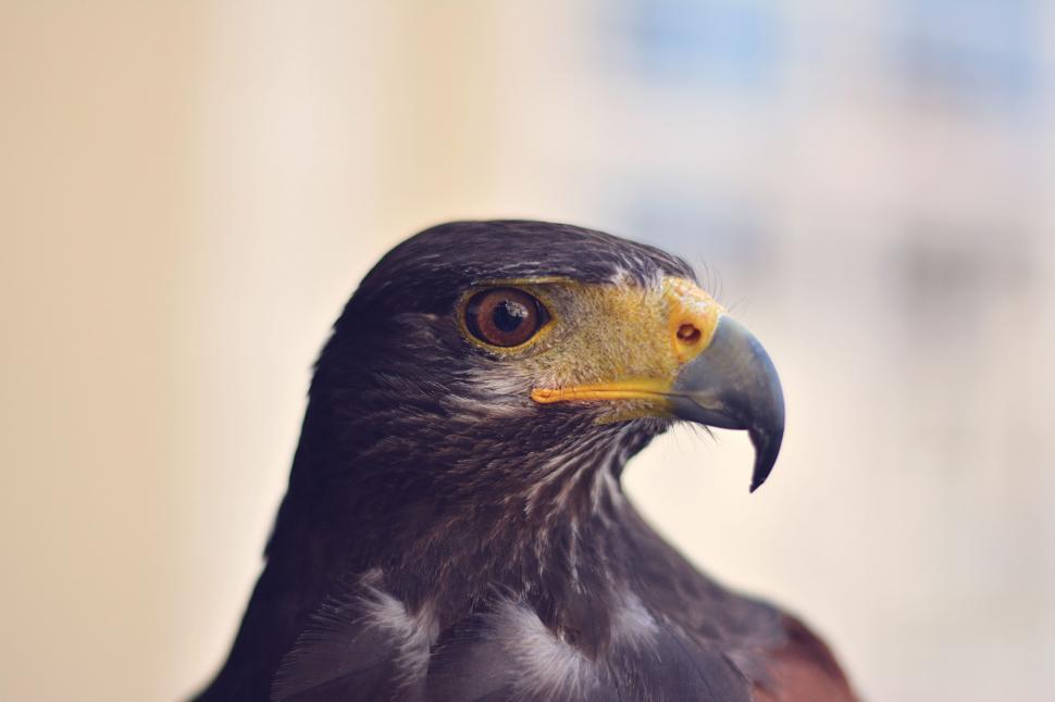 Free Image of Close Up of a Bird of Prey 