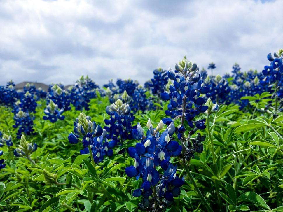 Free Image of Field of Blue Flowers Under Cloudy Sky 