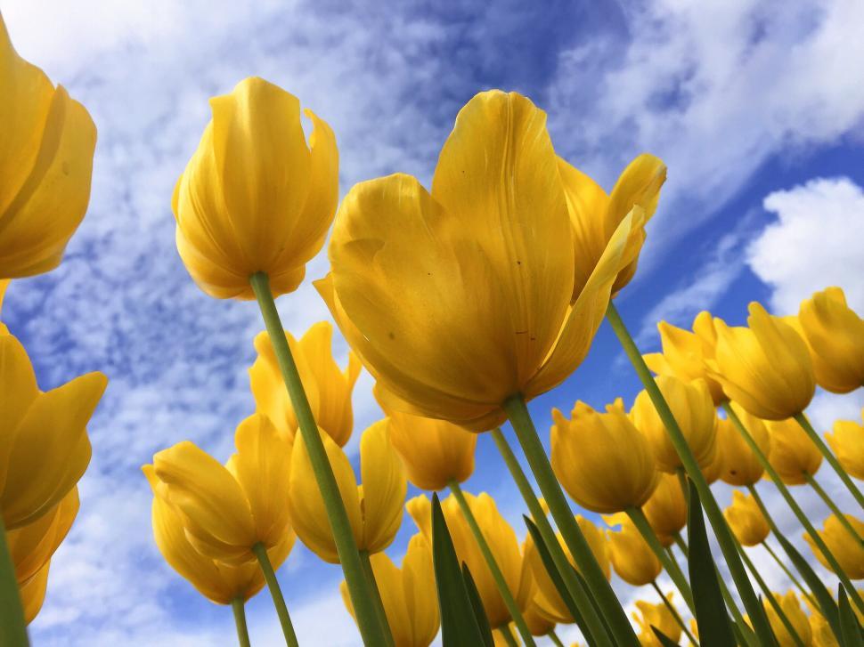 Free Image of Field of Yellow Flowers Under Blue Sky 