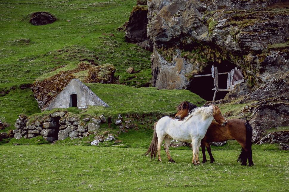 Free Image of Two Horses Standing on Lush Green Field 