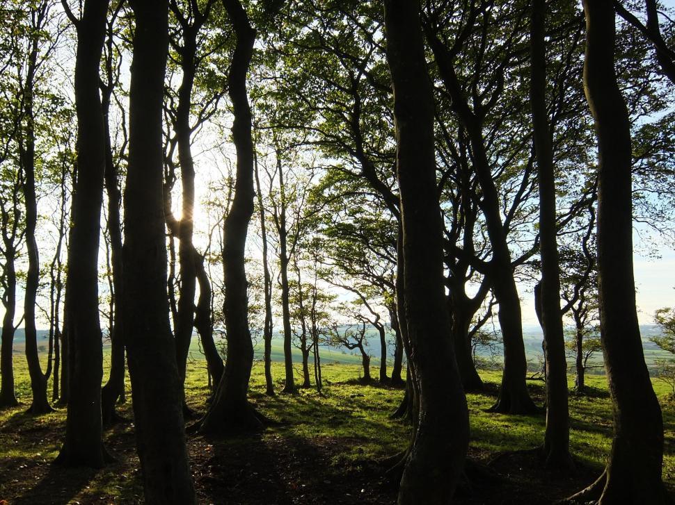 Free Image of Sun Shining Through Trees in Forest 
