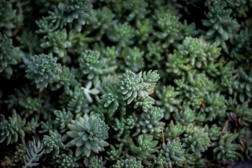 Free Image of Close Up of a Plant With Green Leaves 