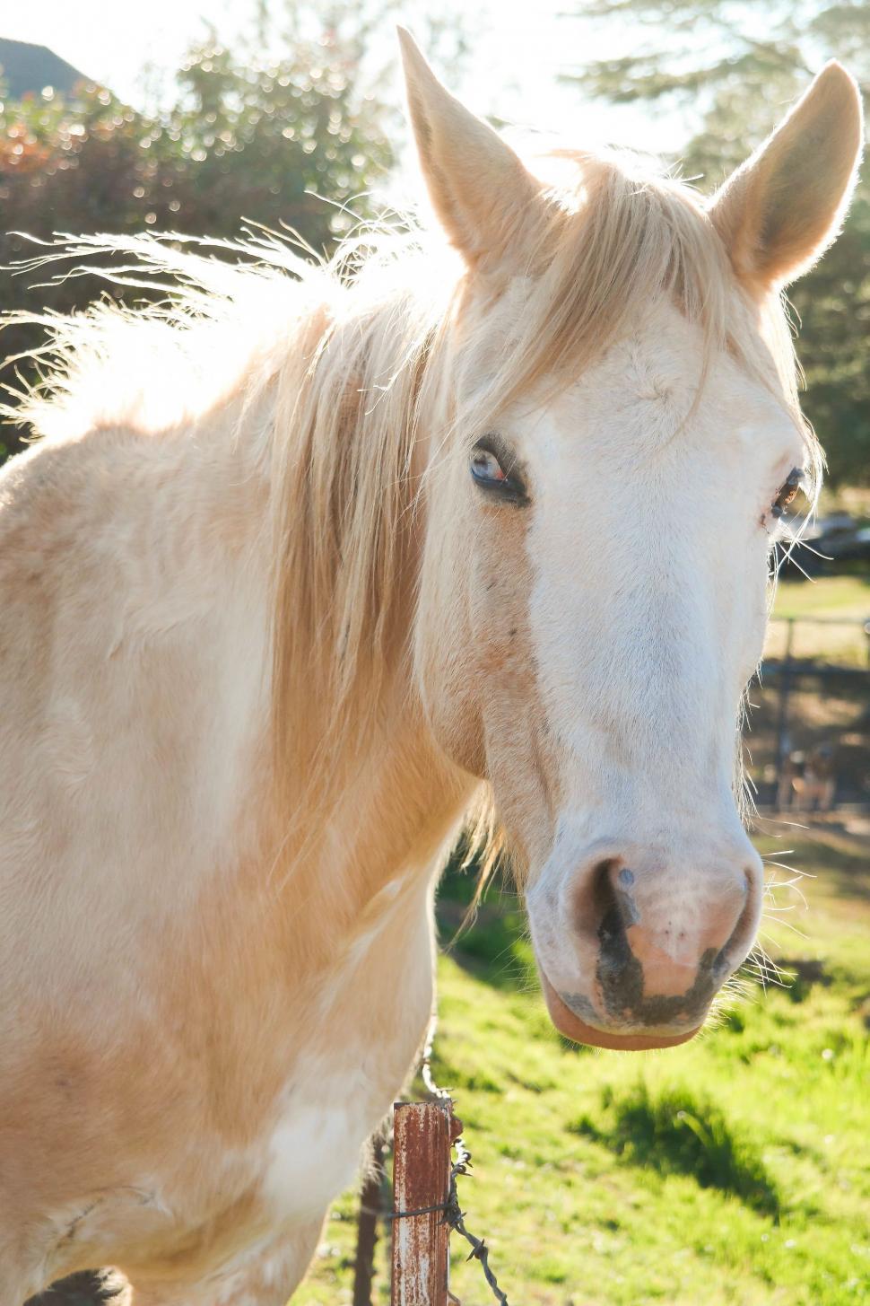 Free Image of White Horse Standing on Top of Lush Green Field 