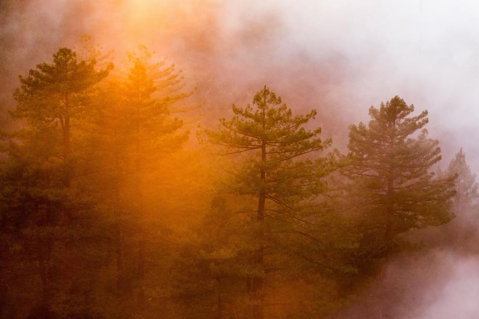 Free Image of Misty Forest With Towering Trees 