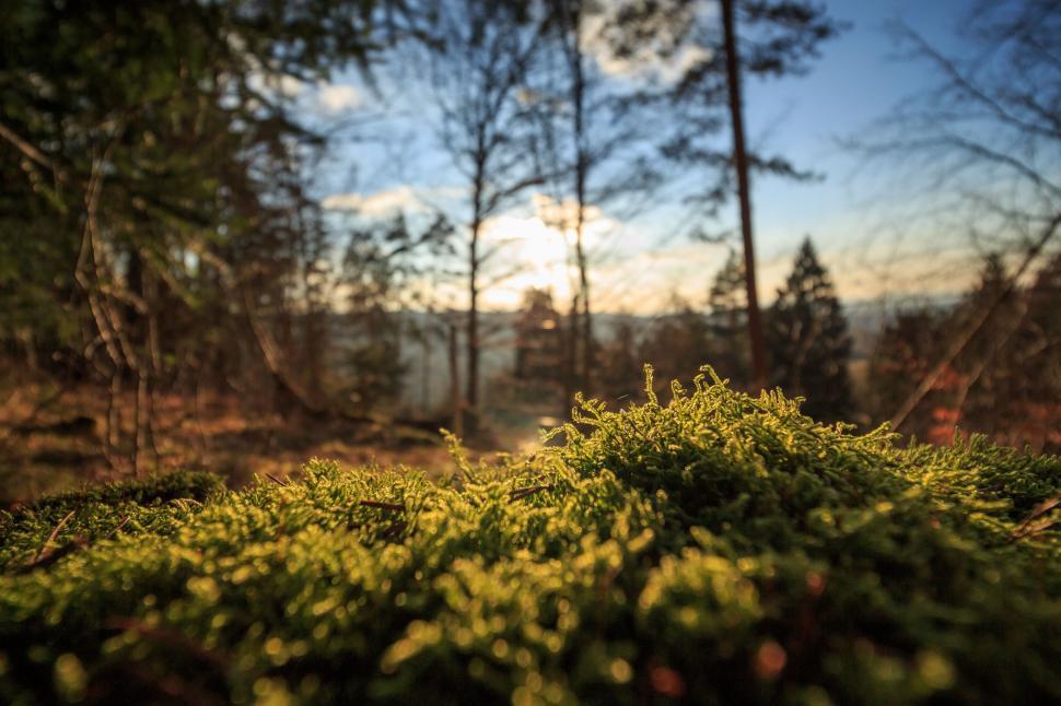Free Image of Moss Growing on the Forest Floor 