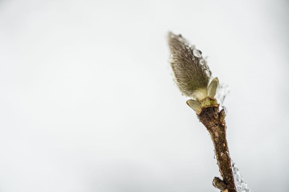 Free Image of Close Up of Plant With Water Droplets 